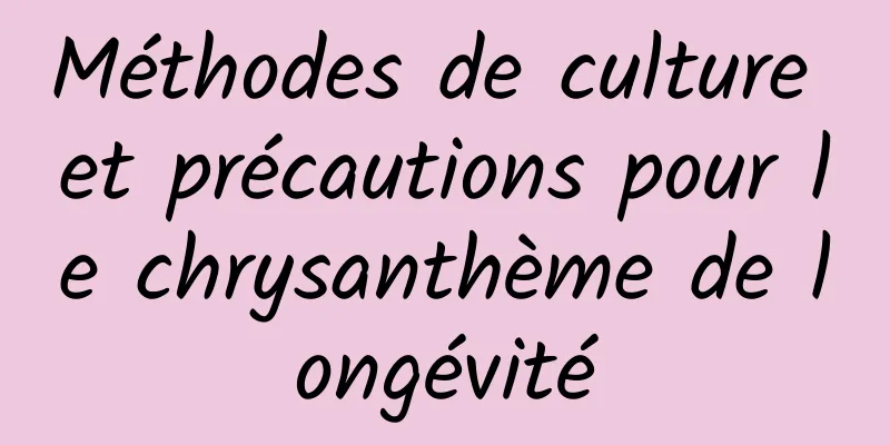 Méthodes de culture et précautions pour le chrysanthème de longévité