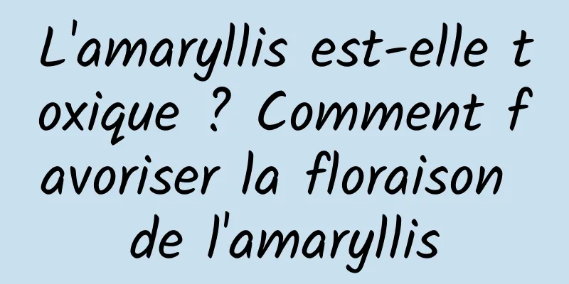 L'amaryllis est-elle toxique ? Comment favoriser la floraison de l'amaryllis