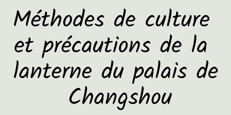 Méthodes de culture et précautions de la lanterne du palais de Changshou