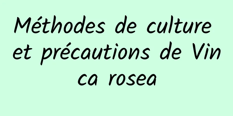 Méthodes de culture et précautions de Vinca rosea