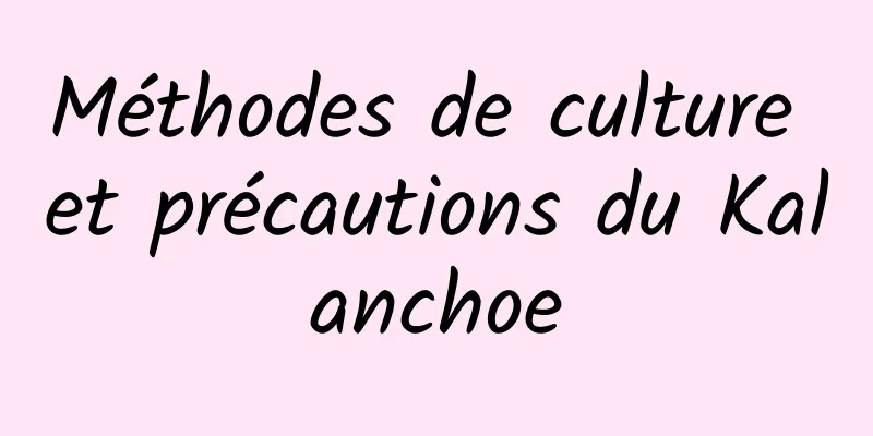 Méthodes de culture et précautions du Kalanchoe