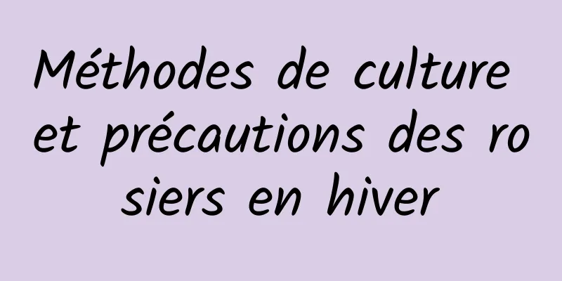 Méthodes de culture et précautions des rosiers en hiver