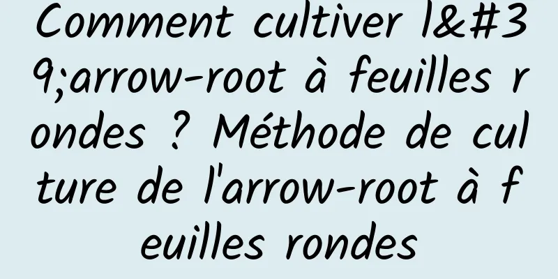 Comment cultiver l'arrow-root à feuilles rondes ? Méthode de culture de l'arrow-root à feuilles rondes