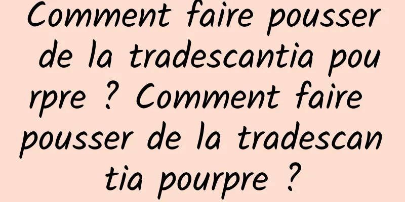 Comment faire pousser de la tradescantia pourpre ? Comment faire pousser de la tradescantia pourpre ?