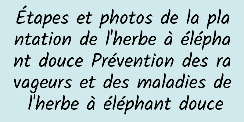 Étapes et photos de la plantation de l'herbe à éléphant douce Prévention des ravageurs et des maladies de l'herbe à éléphant douce