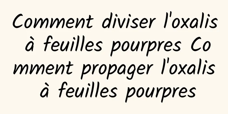 Comment diviser l'oxalis à feuilles pourpres Comment propager l'oxalis à feuilles pourpres