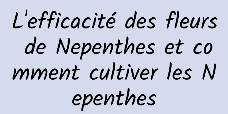 L'efficacité des fleurs de Nepenthes et comment cultiver les Nepenthes