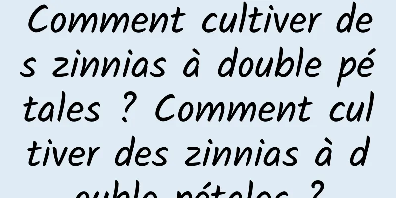 Comment cultiver des zinnias à double pétales ? Comment cultiver des zinnias à double pétales ?