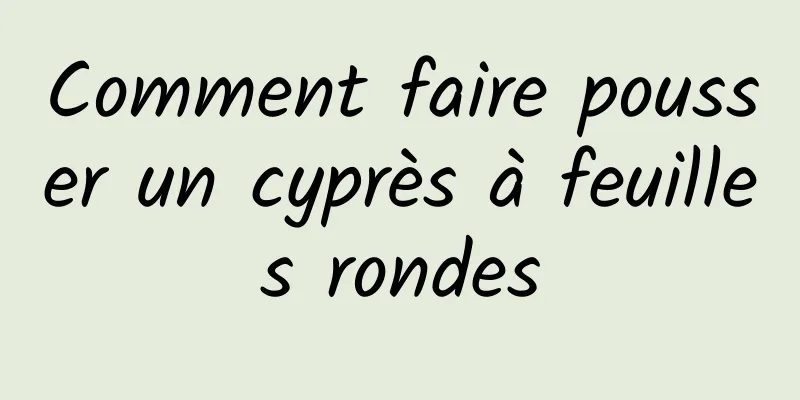 Comment faire pousser un cyprès à feuilles rondes