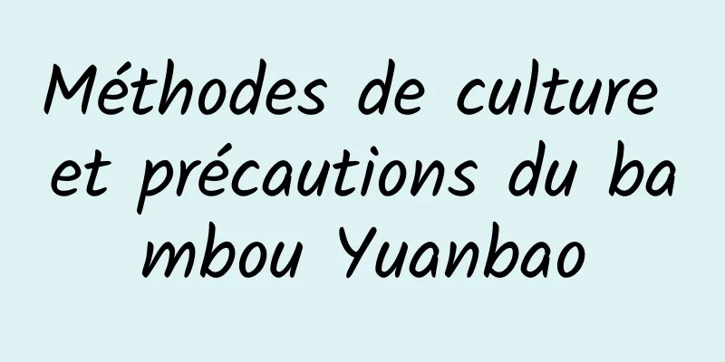 Méthodes de culture et précautions du bambou Yuanbao