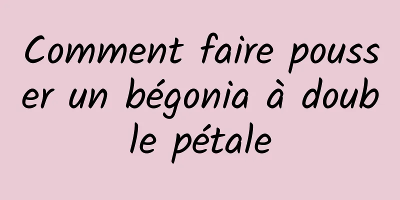 Comment faire pousser un bégonia à double pétale