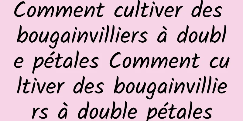 Comment cultiver des bougainvilliers à double pétales Comment cultiver des bougainvilliers à double pétales