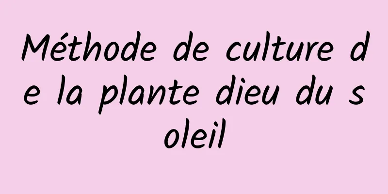 Méthode de culture de la plante dieu du soleil