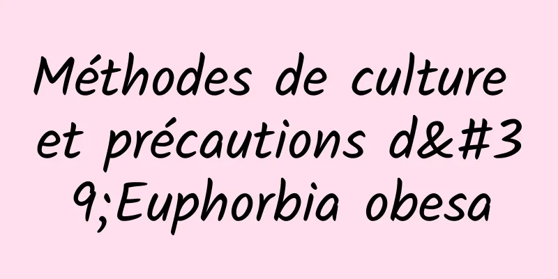 Méthodes de culture et précautions d'Euphorbia obesa