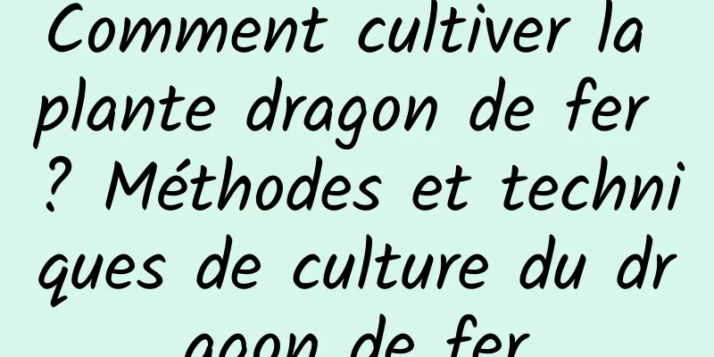 Comment cultiver la plante dragon de fer ? Méthodes et techniques de culture du dragon de fer