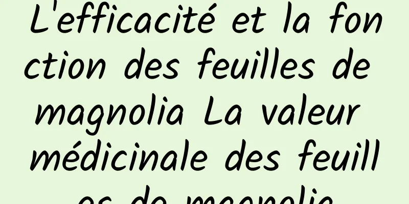 L'efficacité et la fonction des feuilles de magnolia La valeur médicinale des feuilles de magnolia