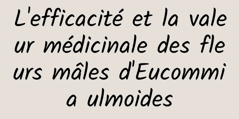 L'efficacité et la valeur médicinale des fleurs mâles d'Eucommia ulmoides