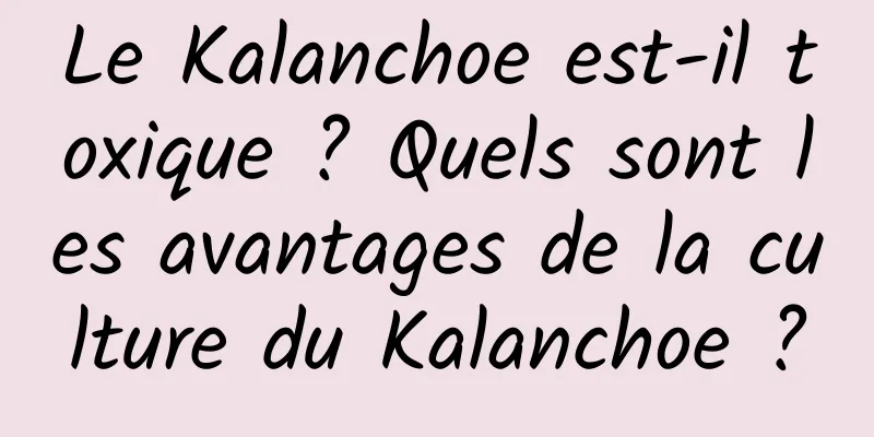 Le Kalanchoe est-il toxique ? Quels sont les avantages de la culture du Kalanchoe ?