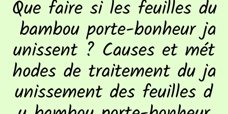 Que faire si les feuilles du bambou porte-bonheur jaunissent ? Causes et méthodes de traitement du jaunissement des feuilles du bambou porte-bonheur