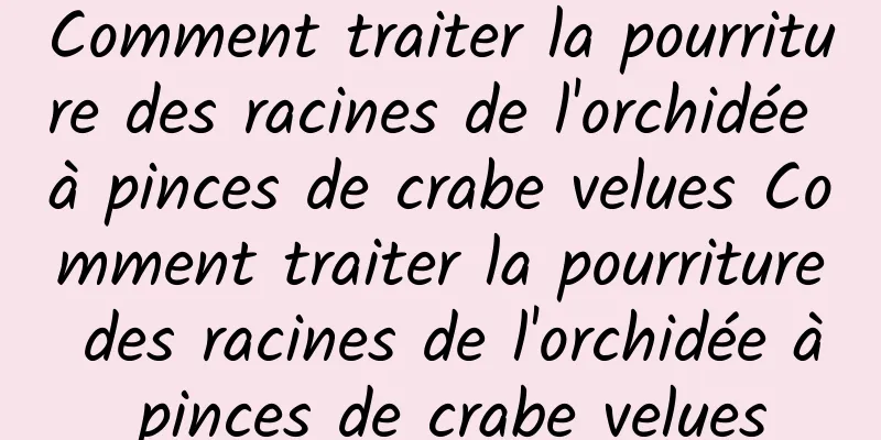 Comment traiter la pourriture des racines de l'orchidée à pinces de crabe velues Comment traiter la pourriture des racines de l'orchidée à pinces de crabe velues