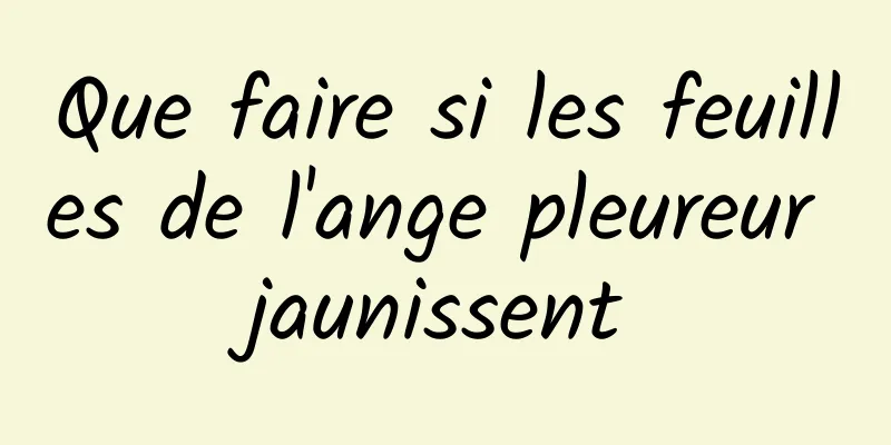 Que faire si les feuilles de l'ange pleureur jaunissent