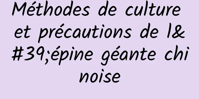 Méthodes de culture et précautions de l'épine géante chinoise