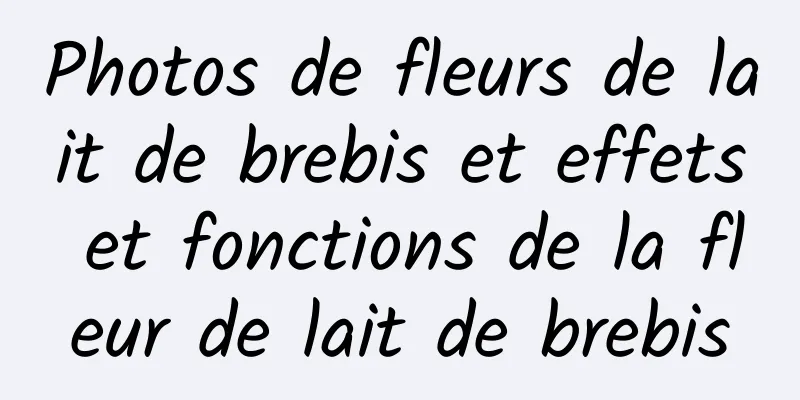 Photos de fleurs de lait de brebis et effets et fonctions de la fleur de lait de brebis