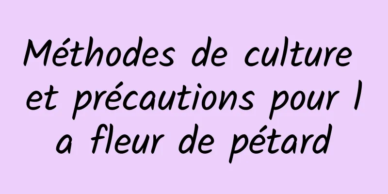 Méthodes de culture et précautions pour la fleur de pétard