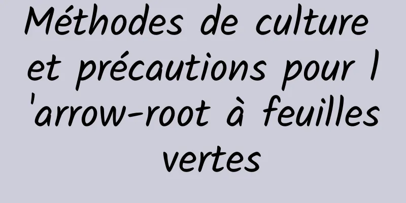 Méthodes de culture et précautions pour l'arrow-root à feuilles vertes