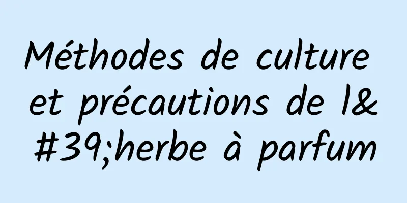 Méthodes de culture et précautions de l'herbe à parfum