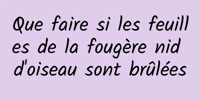 Que faire si les feuilles de la fougère nid d'oiseau sont brûlées