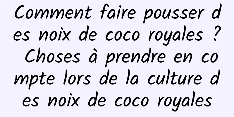 Comment faire pousser des noix de coco royales ? Choses à prendre en compte lors de la culture des noix de coco royales