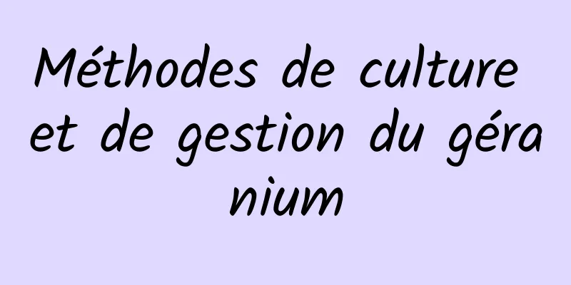 Méthodes de culture et de gestion du géranium