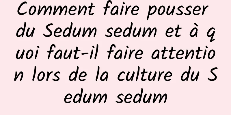 Comment faire pousser du Sedum sedum et à quoi faut-il faire attention lors de la culture du Sedum sedum