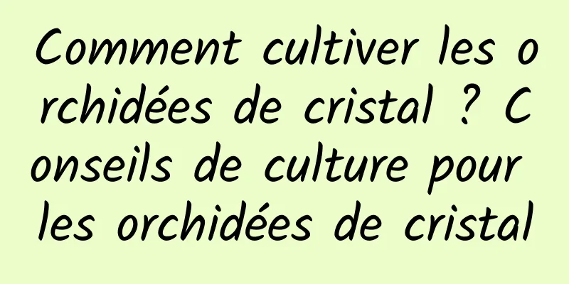 Comment cultiver les orchidées de cristal ? Conseils de culture pour les orchidées de cristal