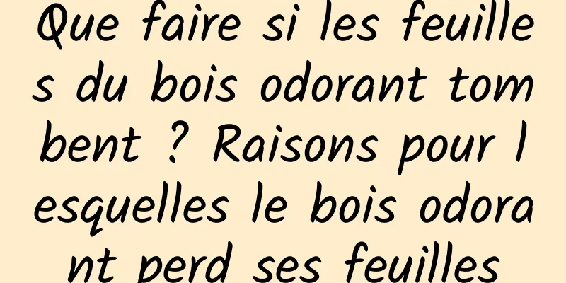 Que faire si les feuilles du bois odorant tombent ? Raisons pour lesquelles le bois odorant perd ses feuilles