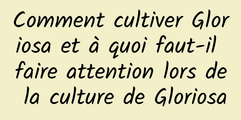 Comment cultiver Gloriosa et à quoi faut-il faire attention lors de la culture de Gloriosa