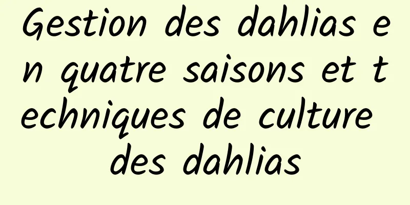 Gestion des dahlias en quatre saisons et techniques de culture des dahlias