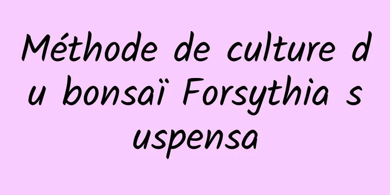 Méthode de culture du bonsaï Forsythia suspensa