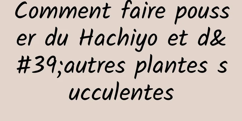 Comment faire pousser du Hachiyo et d'autres plantes succulentes