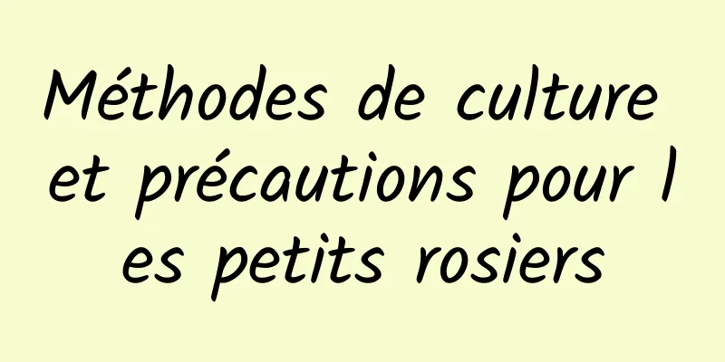 Méthodes de culture et précautions pour les petits rosiers