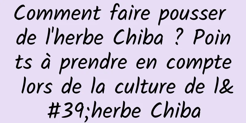 Comment faire pousser de l'herbe Chiba ? Points à prendre en compte lors de la culture de l'herbe Chiba