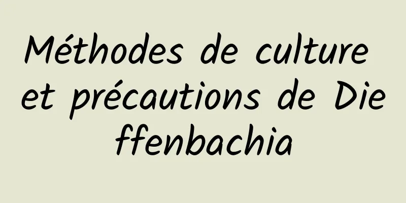 Méthodes de culture et précautions de Dieffenbachia