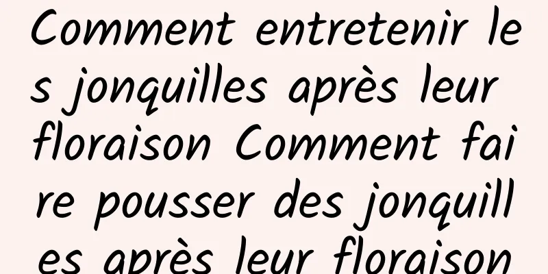 Comment entretenir les jonquilles après leur floraison Comment faire pousser des jonquilles après leur floraison