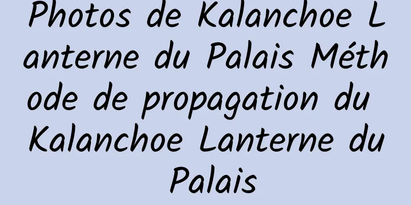 Photos de Kalanchoe Lanterne du Palais Méthode de propagation du Kalanchoe Lanterne du Palais