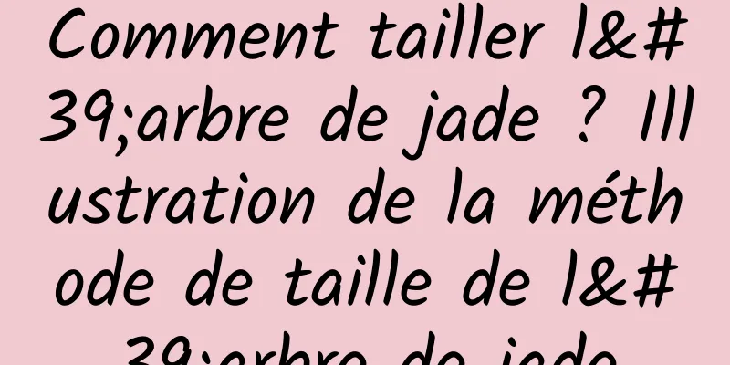 Comment tailler l'arbre de jade ? Illustration de la méthode de taille de l'arbre de jade