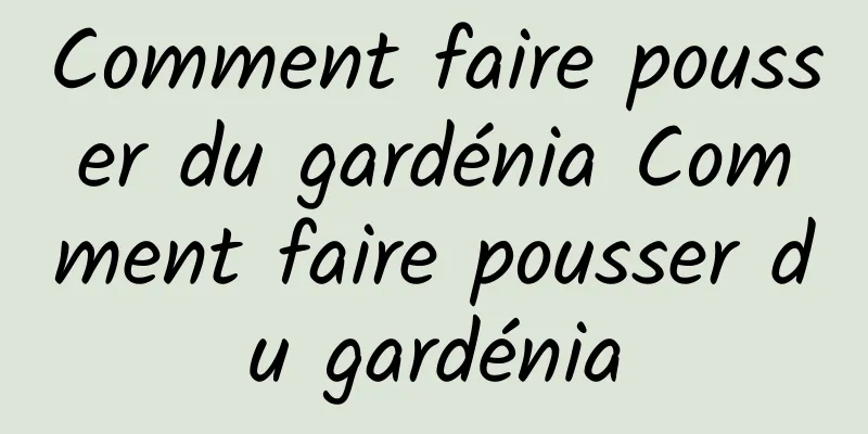 Comment faire pousser du gardénia Comment faire pousser du gardénia