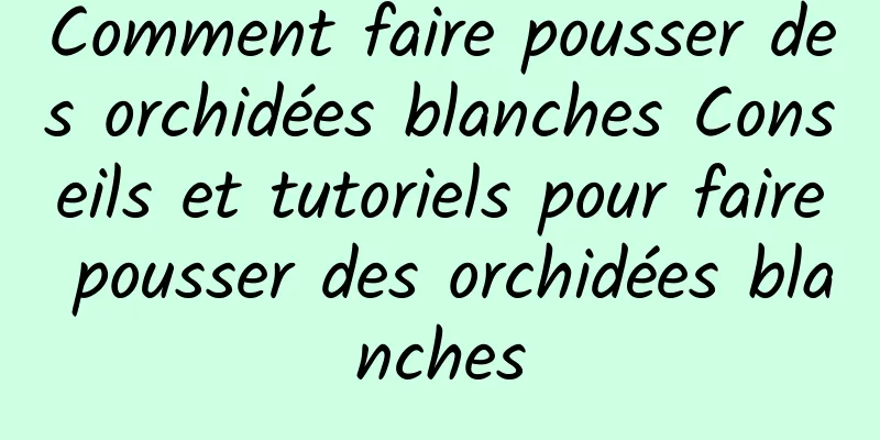 Comment faire pousser des orchidées blanches Conseils et tutoriels pour faire pousser des orchidées blanches