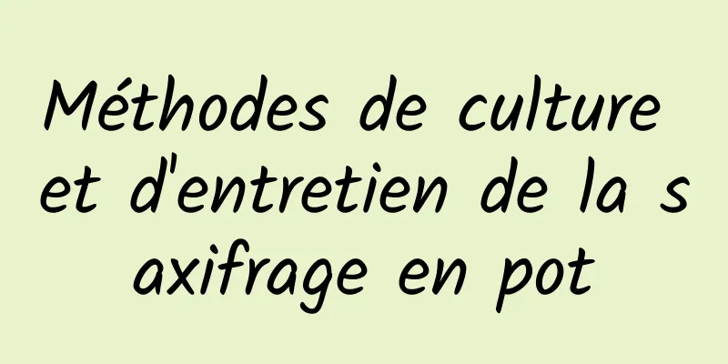 Méthodes de culture et d'entretien de la saxifrage en pot