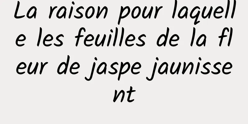 La raison pour laquelle les feuilles de la fleur de jaspe jaunissent